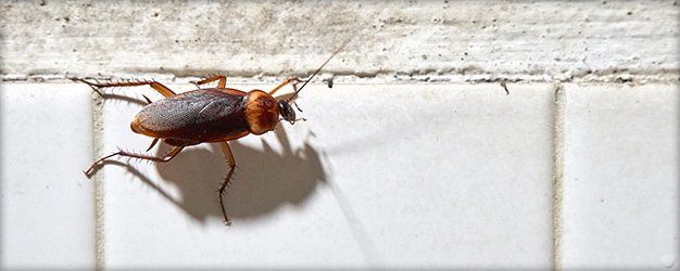 Pest Library | City Termite & Pest Control