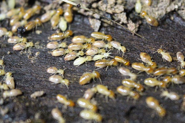 Termites
