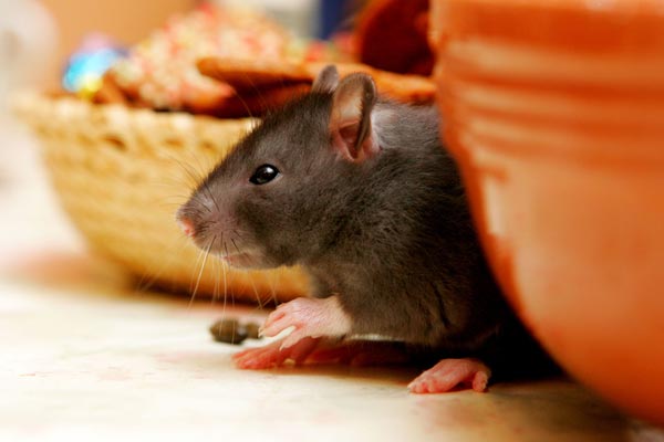 Rodent Control