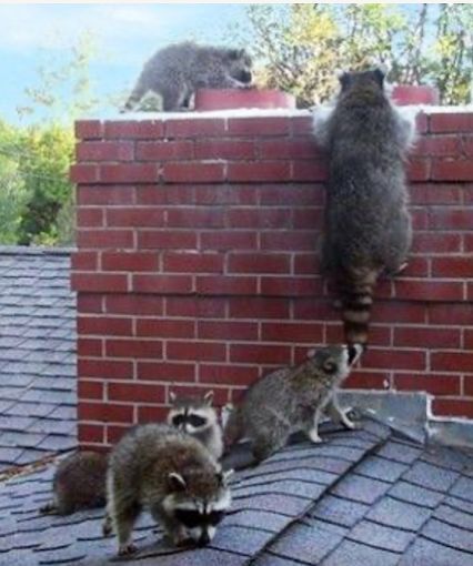 Three raccoons on a shingled roof, with one climbing a brick wall to reach another on top.