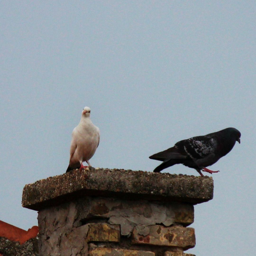 Two pigeons perched on a brick chimney against a gray sky