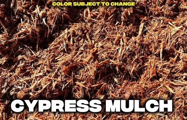 Close-up of Cypress mulch. Brown, shredded wood chips, likely for landscaping.
