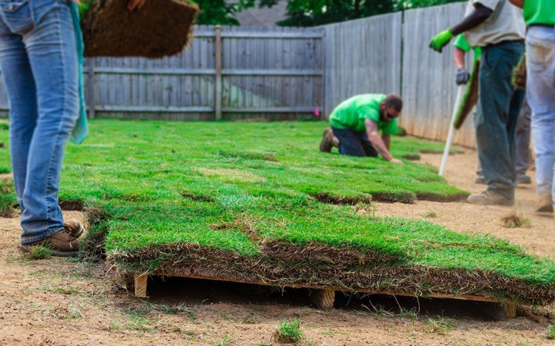 Sod installation