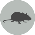 Rodent icon