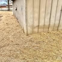 Weathered wooden shed corner beside a yard covered in straw or mulch