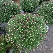 Round green shrubs with small pink buds in a garden bed