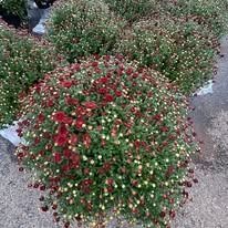 Red and white flowering potted shrub on a gravel surface