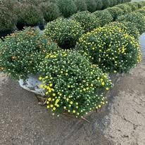 Potted chrysanthemum bushes with yellow and white flowers on a concrete surface