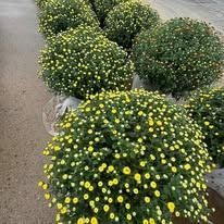Potted yellow-flowering chrysanthemums lined along a wet sidewalk.