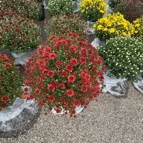 Colorful potted chrysanthemums in red, yellow, and white arranged in a garden bed.