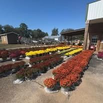 Rows of colorful potted flowers outside a garden center on a sunny day