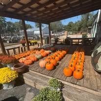 Pumpkins and gourds displayed on a wooden porch at a fall market, with yellow mums nearby
