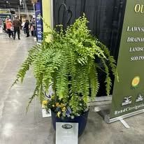 Large hanging fern in a silver planter on a shopping mall walkway