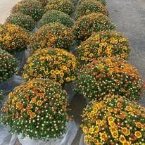 Rows of potted chrysanthemum flowers with orange, yellow, and white blooms outdoors