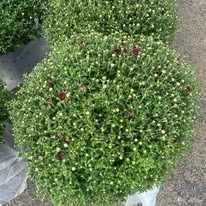 Round green topiary shrub with tiny white flowers and a few red blooms, in a pot on pavement