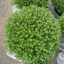 Round green shrub in a white planter on a paved surface