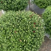 Dense green shrub with small white flowers and a few red blooms in a garden