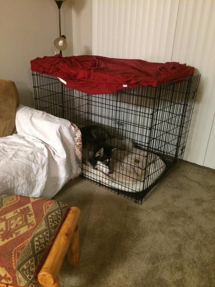 A dog is in a cage in a living room next to a couch