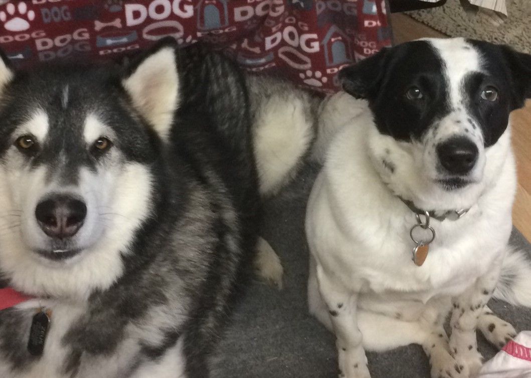 Two dogs are laying next to each other on a blanket with the word dog on it