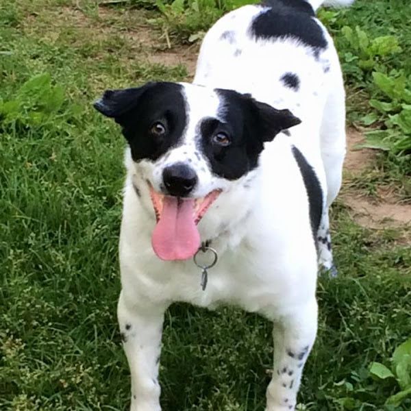 A black and white dog standing in the grass with its tongue hanging out
