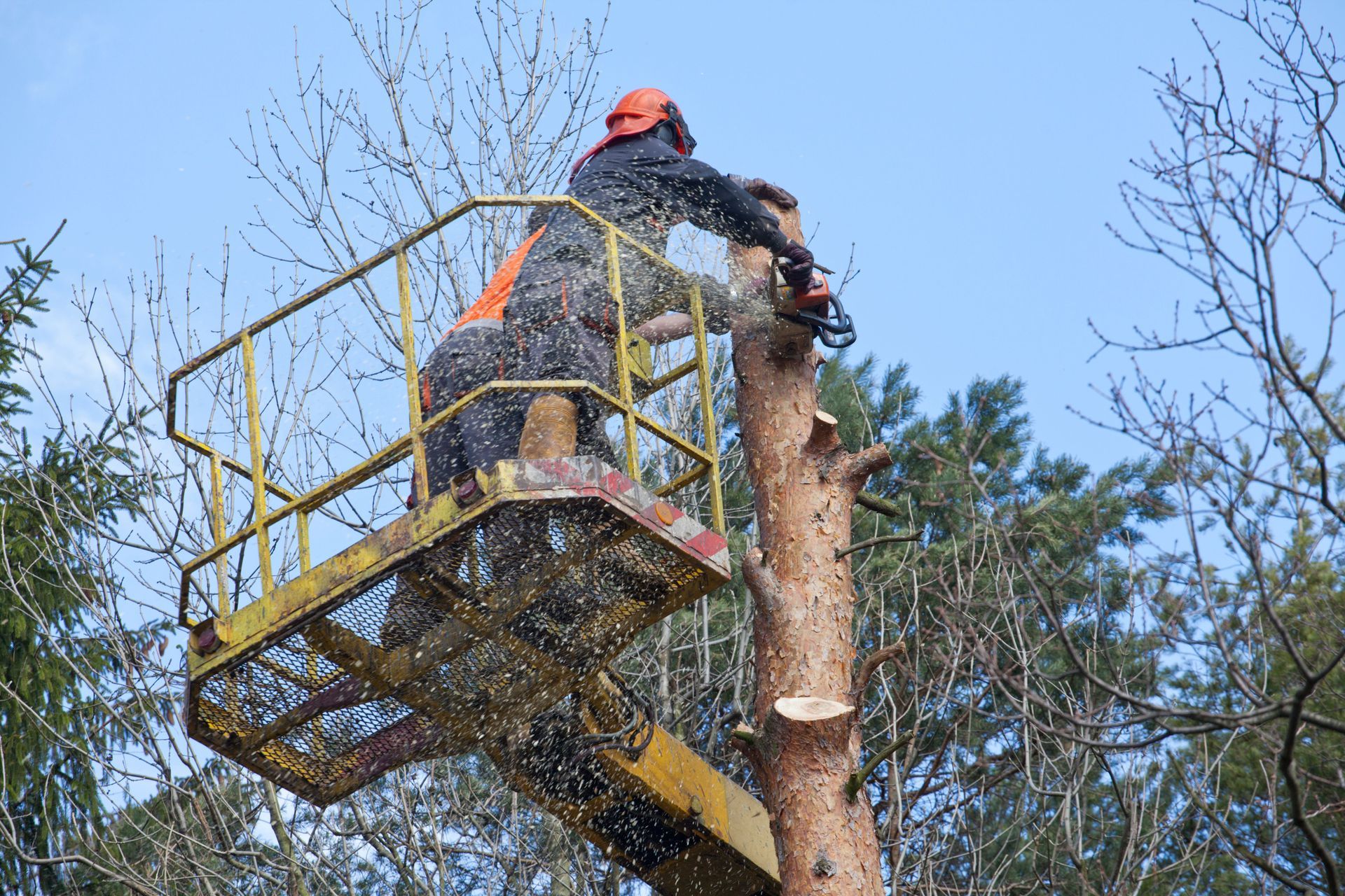 Worker in orange helmet cutting a tree from a yellow lift basket against a blue sky