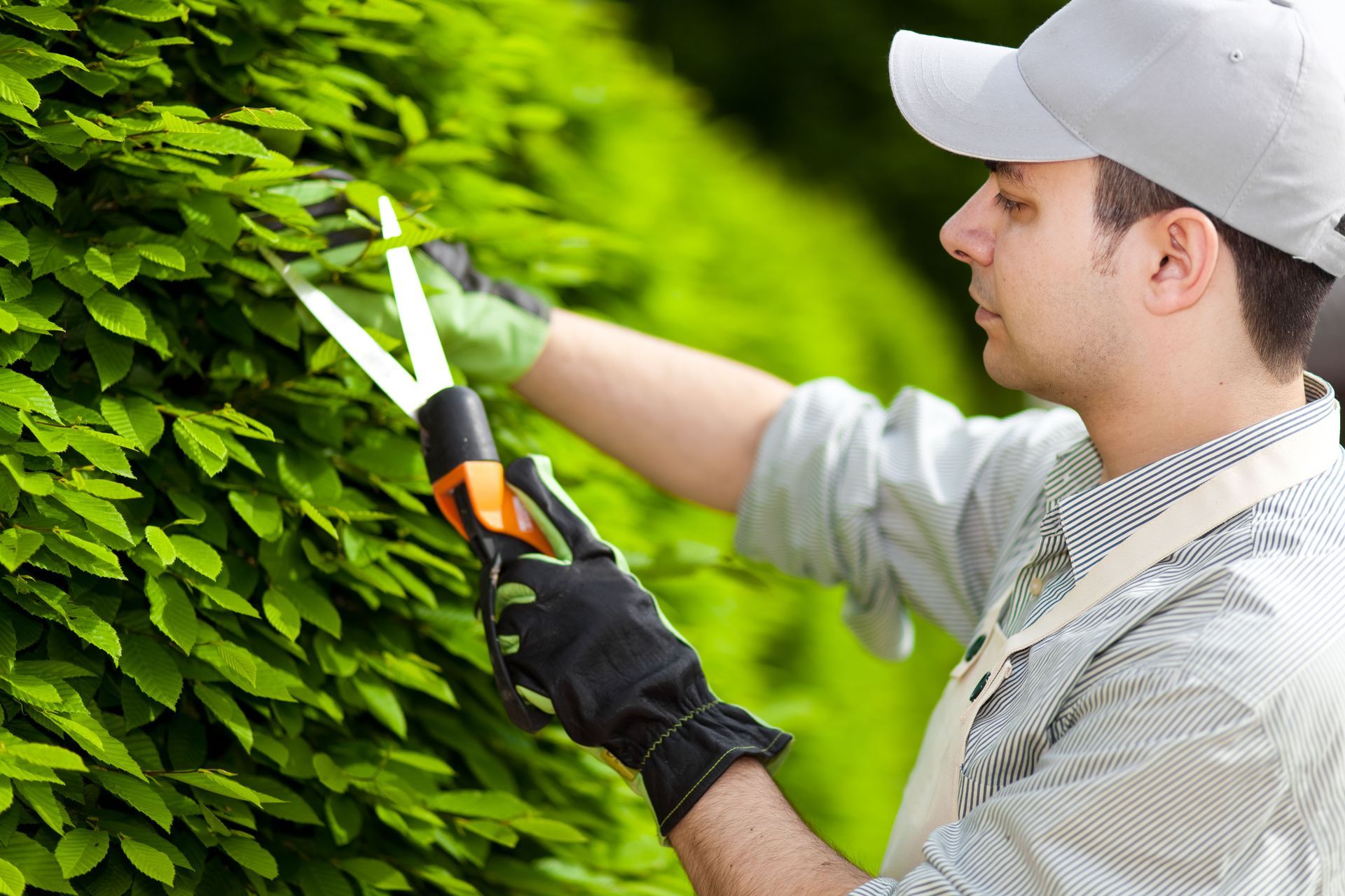 Gardener trimming bright green hedge with shears, wearing white cap and black gloves