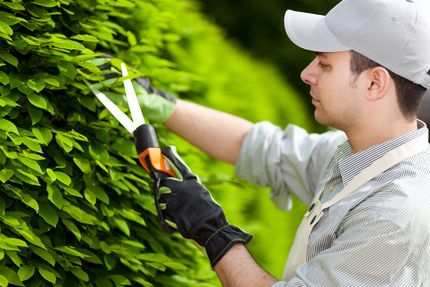 Gardener trimming bright green hedge with shears, wearing white cap and black gloves