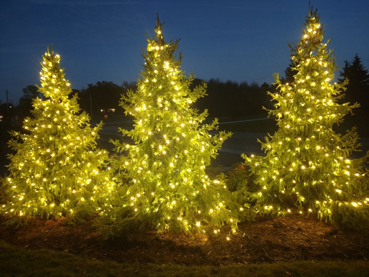 Christmas tree lighting