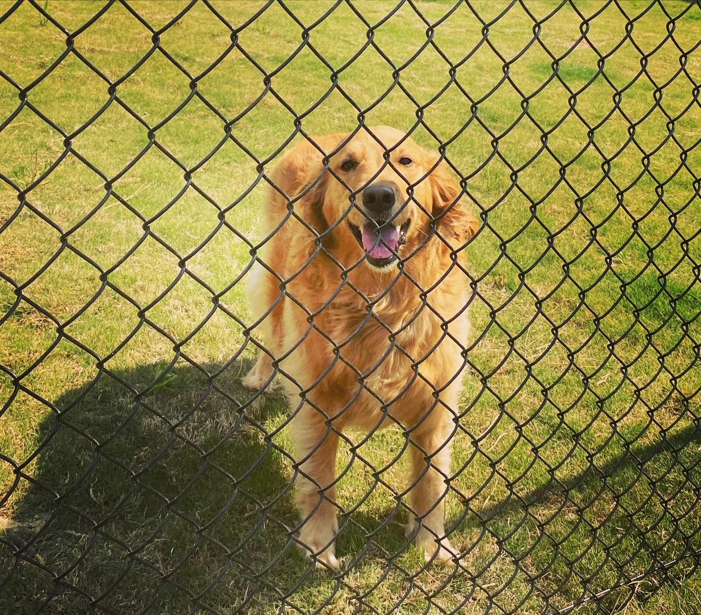A dog behind a chain link fence with its tongue out.