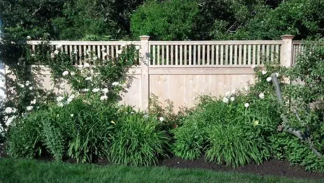 A light-colored wooden fence with a lattice top, surrounded by lush green foliage and blooming white peonies.