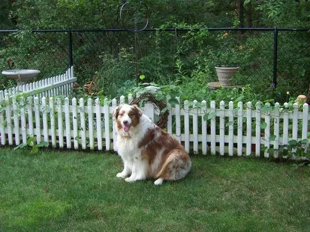 A brown and white Australian Shepherd sits happily on a green lawn in front of a white picket fence.