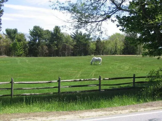 A white horse grazes in a green pasture behind a split-rail wooden fence, with trees in the background.