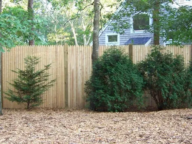 A wooden fence in a yard with wood chip ground cover and three small evergreen trees in front of it.