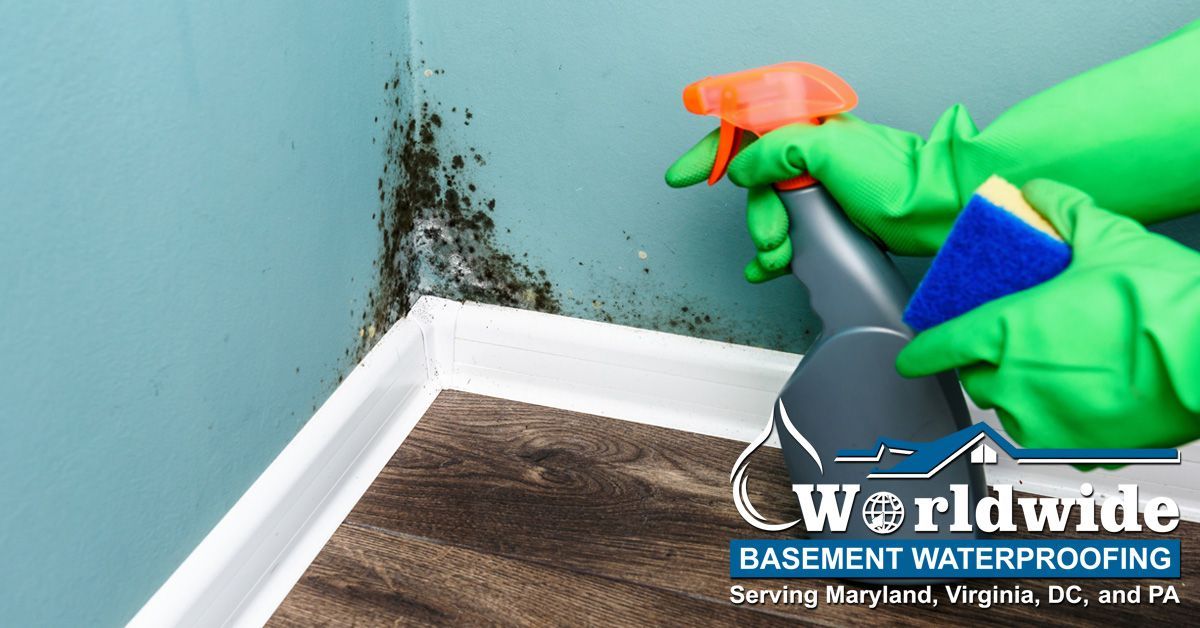 Solutions for Mold Growth