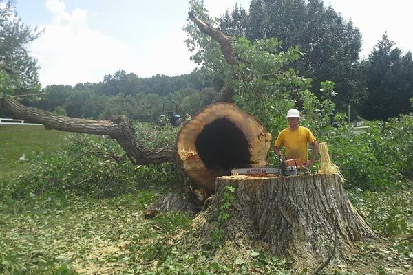 Tree Removal