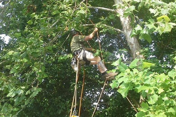 Tree Trimming