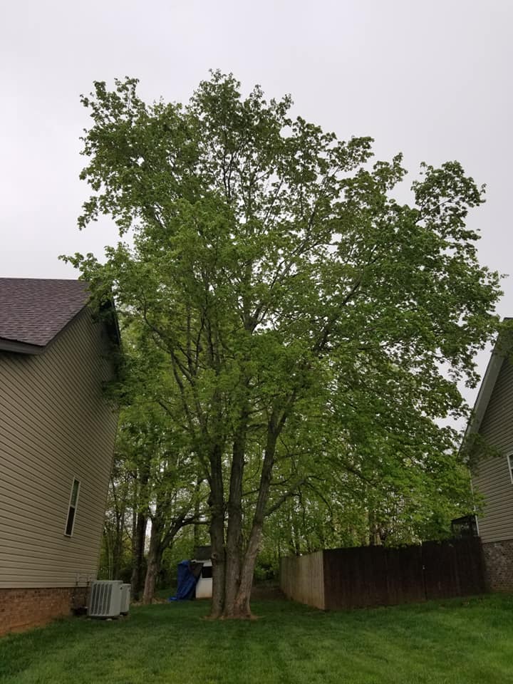 Clean Cut Charlie Tree Services