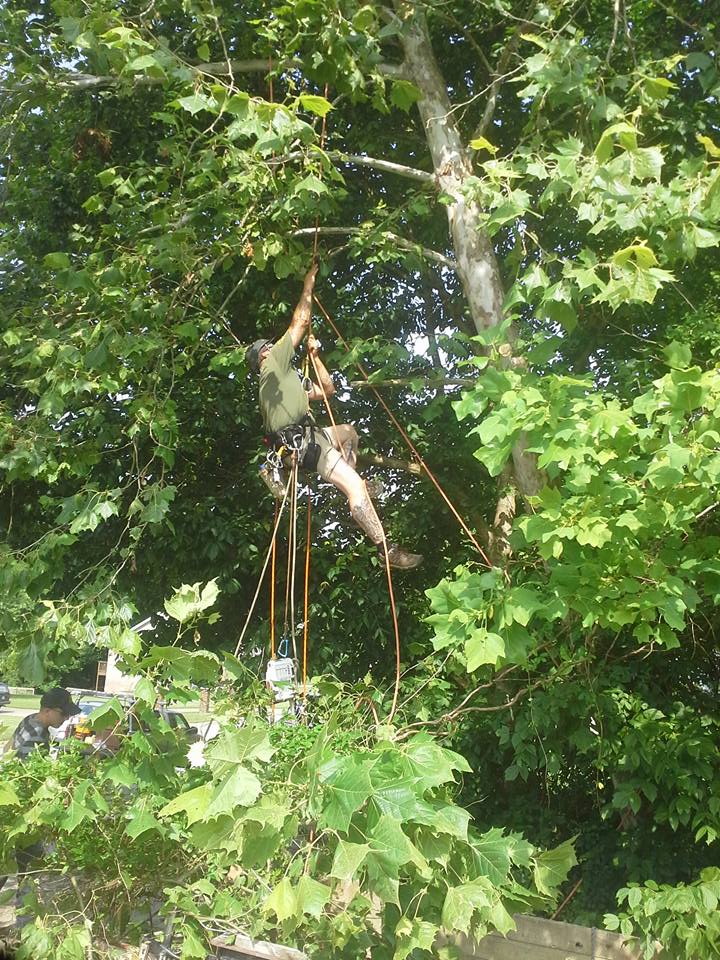 Clean Cut Charlie Tree Services