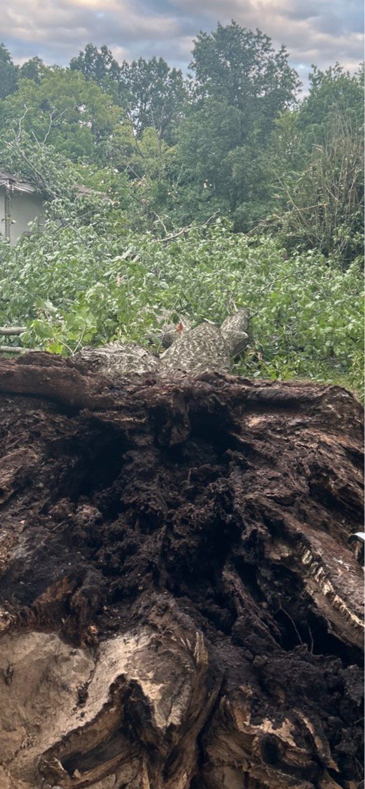 A large log is sitting in the middle of a forest.