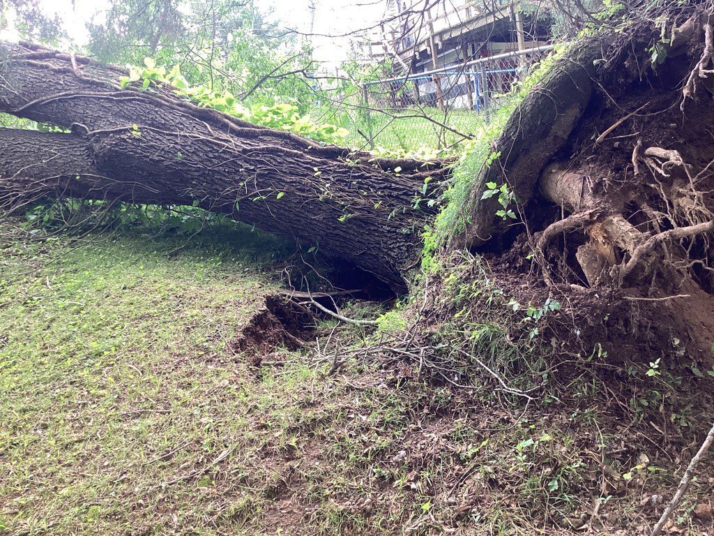 A large tree trunk is laying on the ground in a field.
