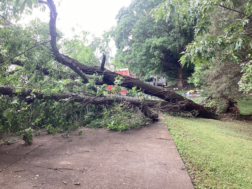 A large tree branch has fallen on a sidewalk.