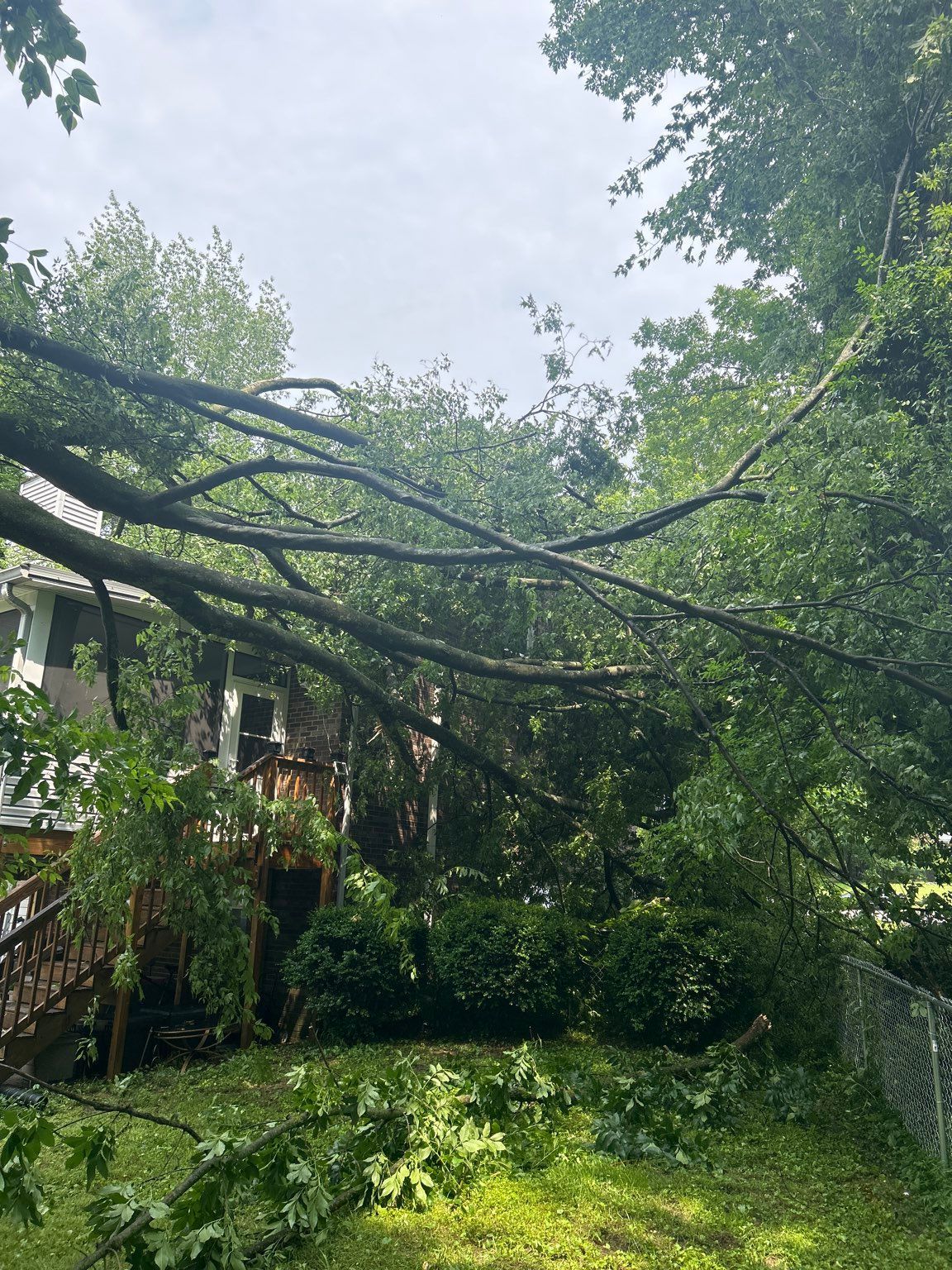 A large tree has fallen in the backyard of a house.