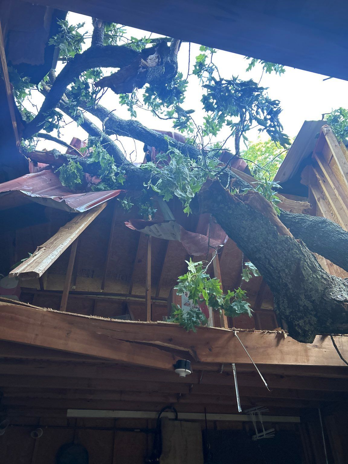 A tree has fallen on the roof of a building