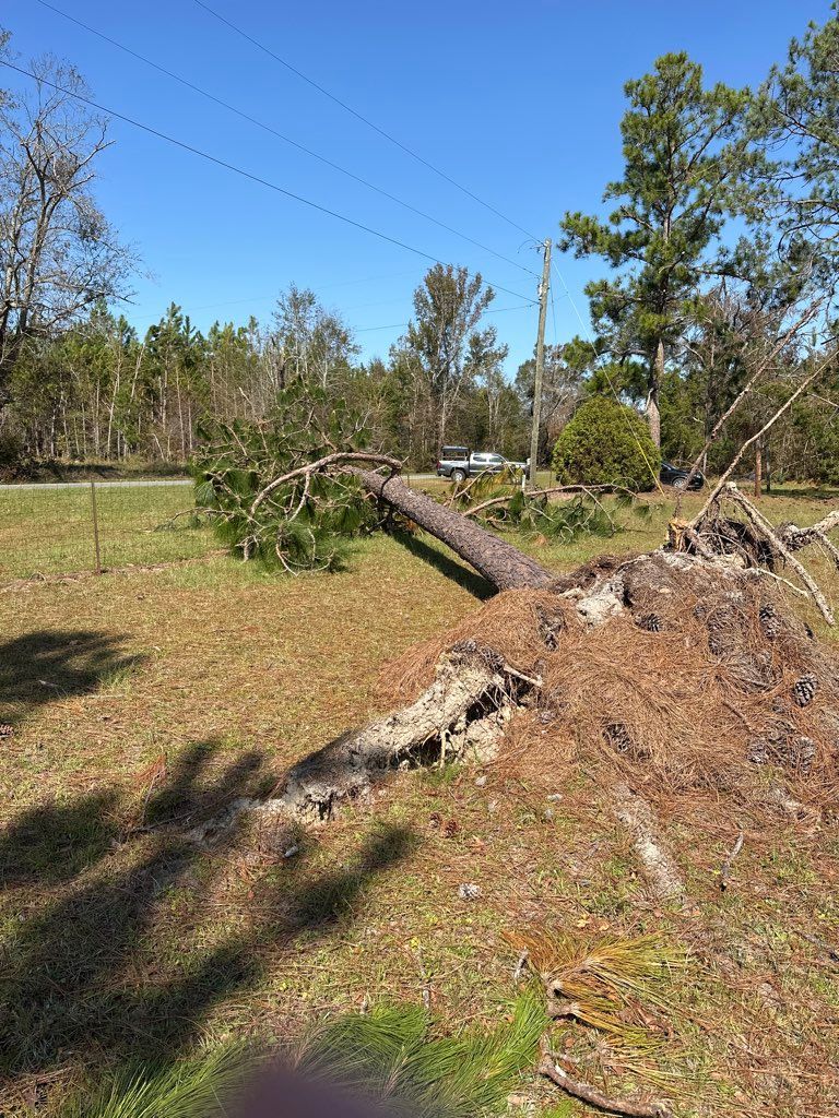 A fallen tree in a field next to power lines.