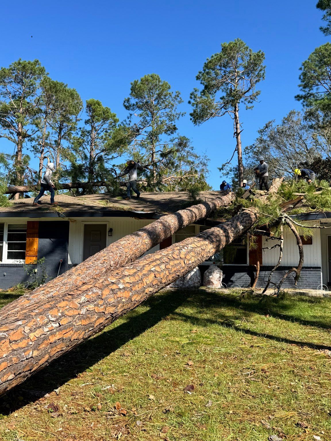 A large pine tree has fallen on top of a house.