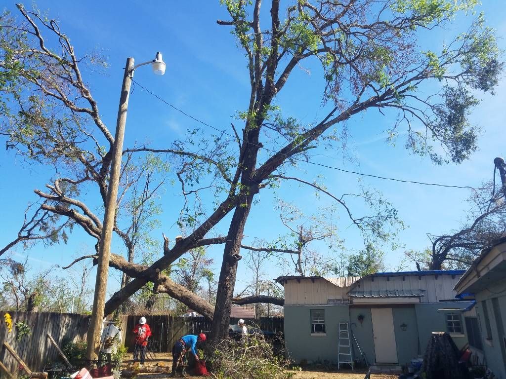 A tree that has fallen in front of a house