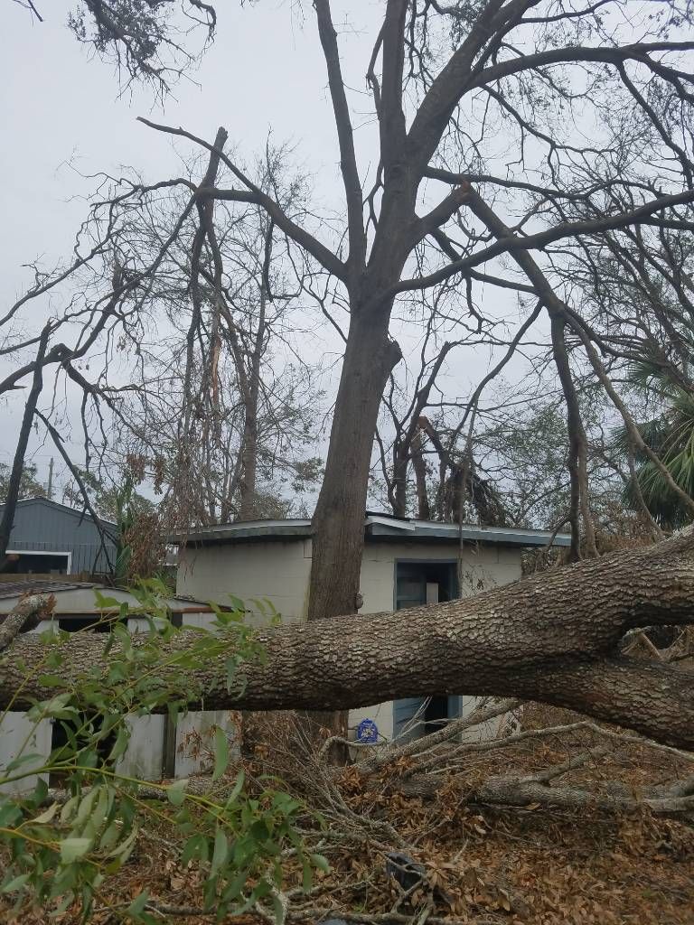 A tree that has fallen in front of a house.