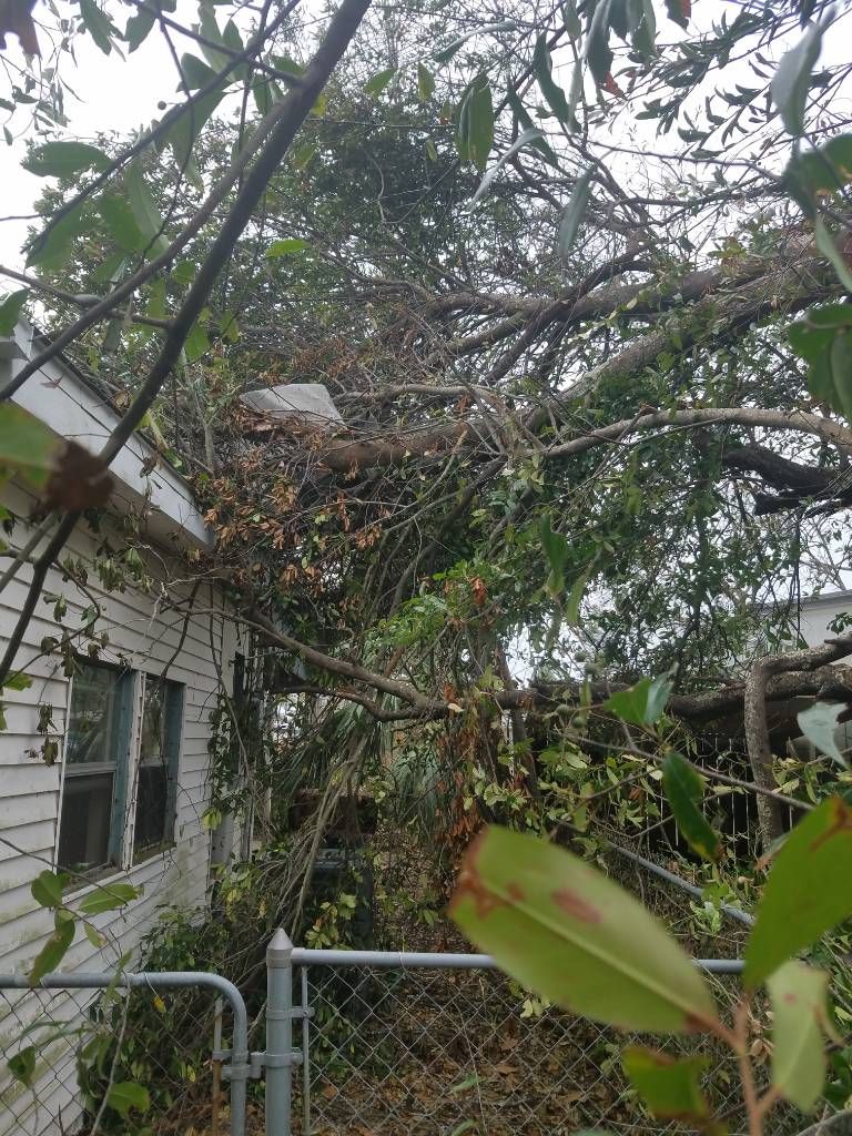 A tree has fallen on the side of a house.