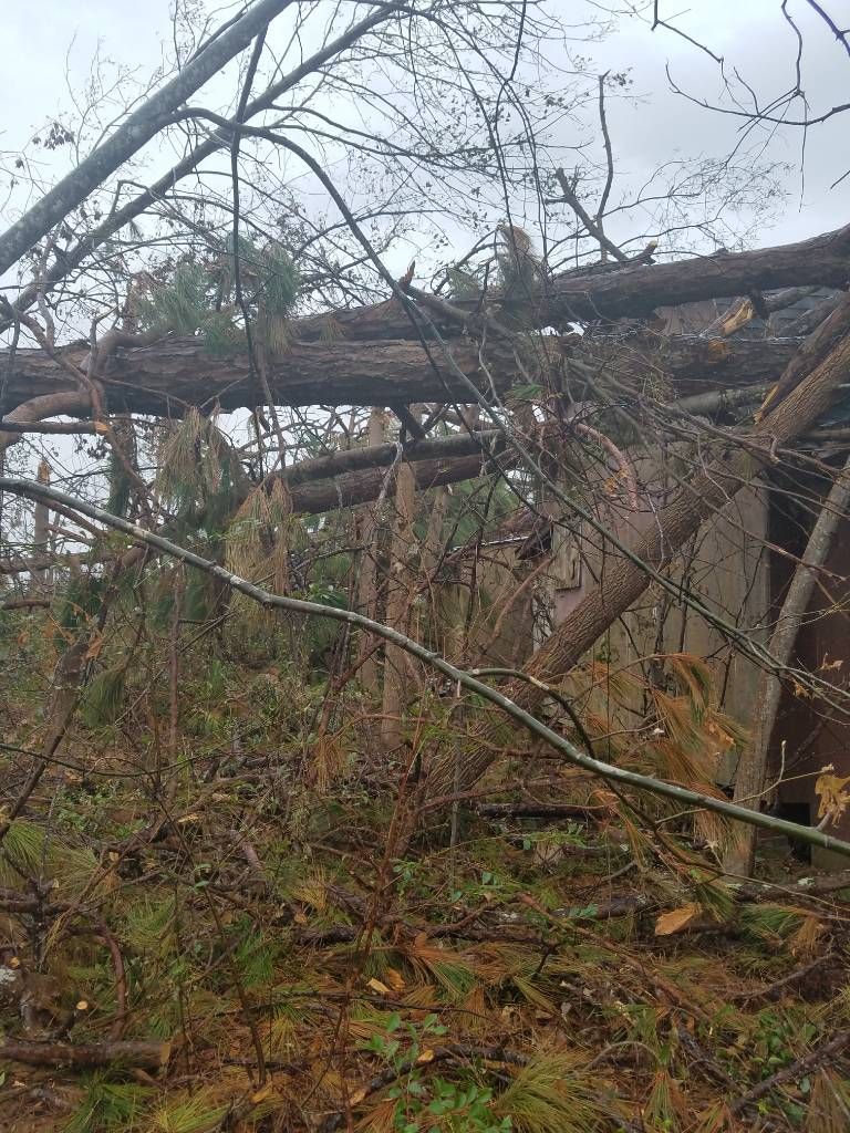 A fallen tree in the middle of a forest.