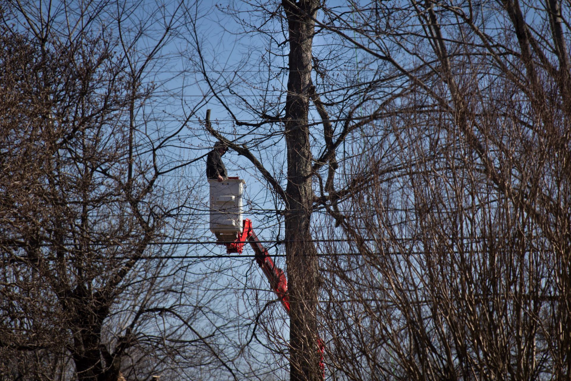 A man in a bucket is cutting a tree branch.